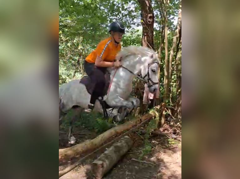 Más ponis/caballos pequeños Mestizo Yegua 9 años 123 cm Tordo rodado in Ney