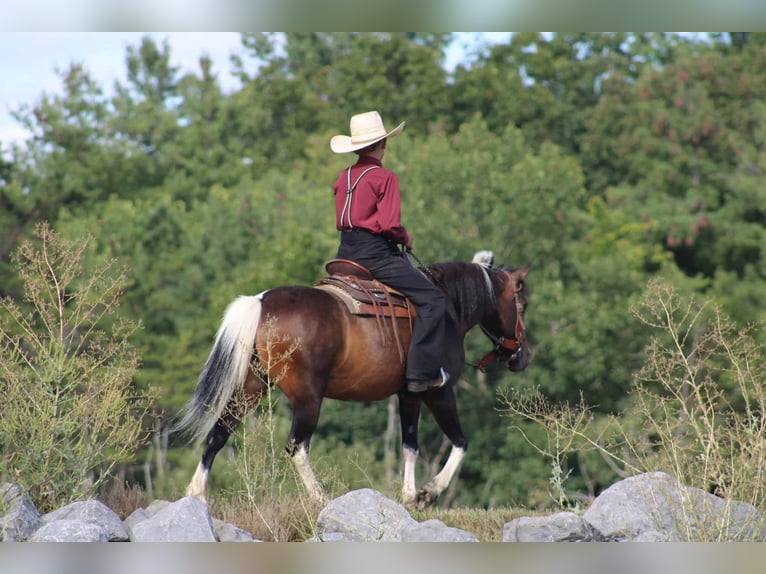Más ponis/caballos pequeños Yegua 9 años 127 cm Pío in Rebersburg