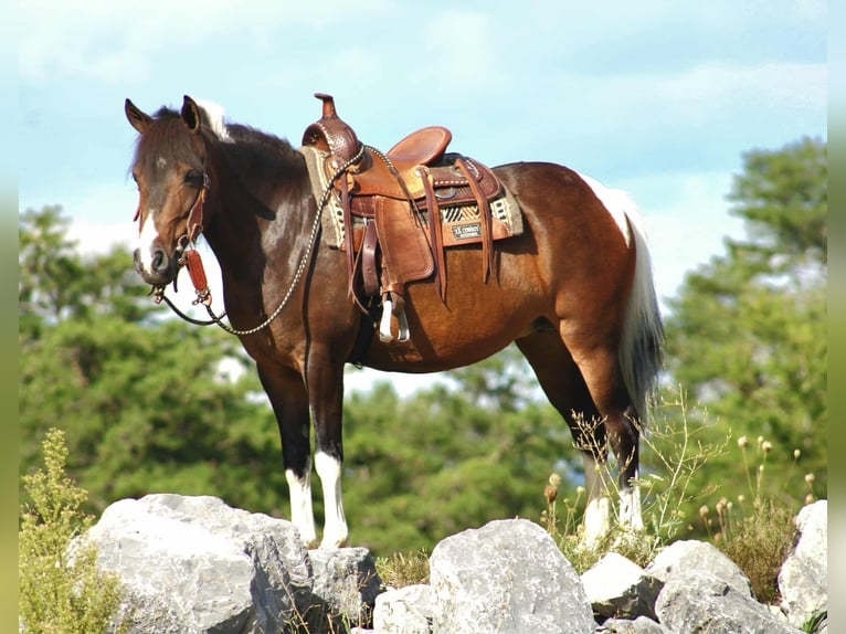 Más ponis/caballos pequeños Yegua 9 años 127 cm Pío in Rebersburg