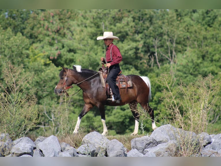 Más ponis/caballos pequeños Yegua 9 años 127 cm Pío in Rebersburg