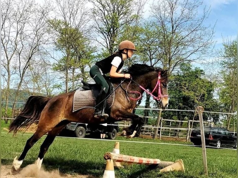 Más ponis/caballos pequeños Yegua 9 años 130 cm Castaño oscuro in Rechnitz