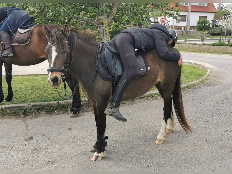 Más ponis/caballos pequeños Yegua 9 años 130 cm Castaño oscuro in Rechnitz