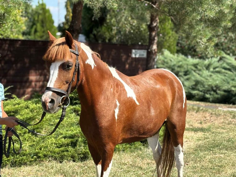Más ponis/caballos pequeños Yegua 9 años 133 cm Pío in B&#xE9;k&#xE9;s