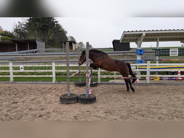 Más ponis/caballos pequeños Mestizo Yegua 9 años 136 cm Castaño in Büren