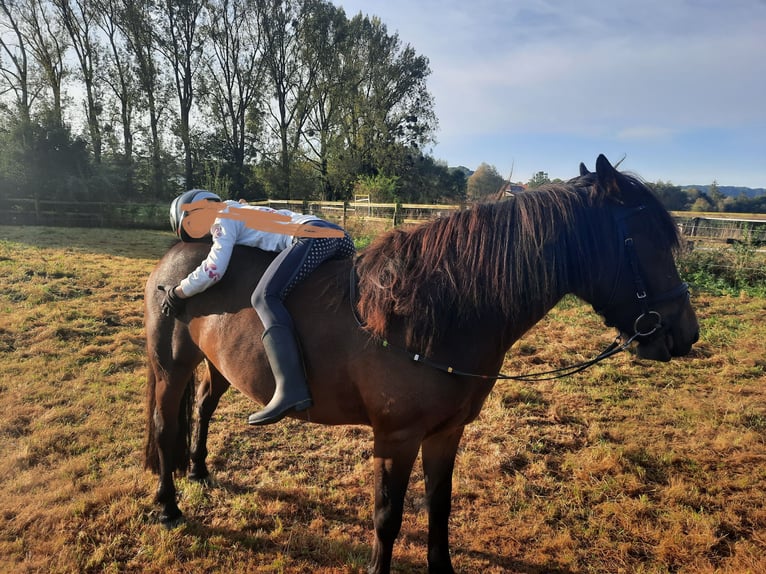 Más ponis/caballos pequeños Mestizo Yegua 9 años 136 cm Castaño in Büren