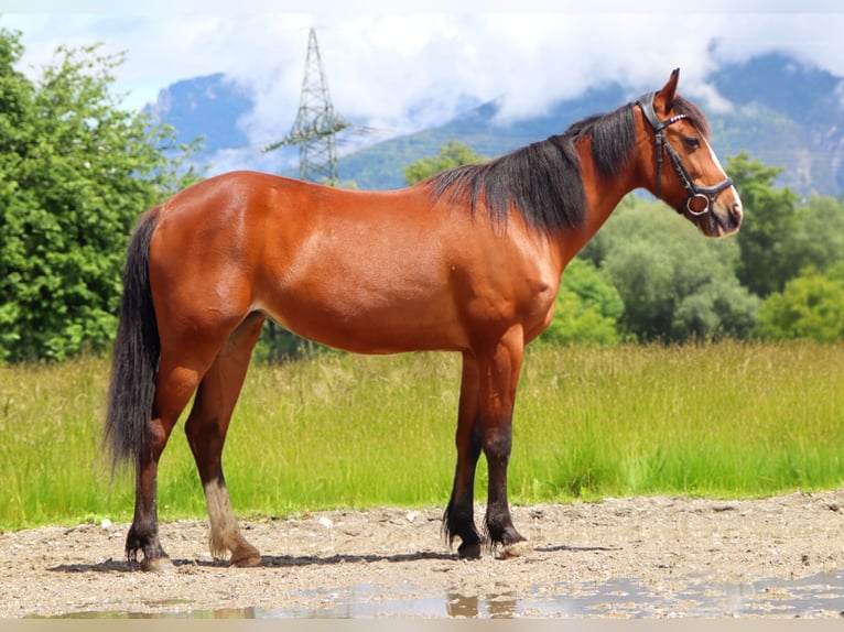 Más ponis/caballos pequeños Yegua 9 años 140 cm Castaño in Kirchbichl