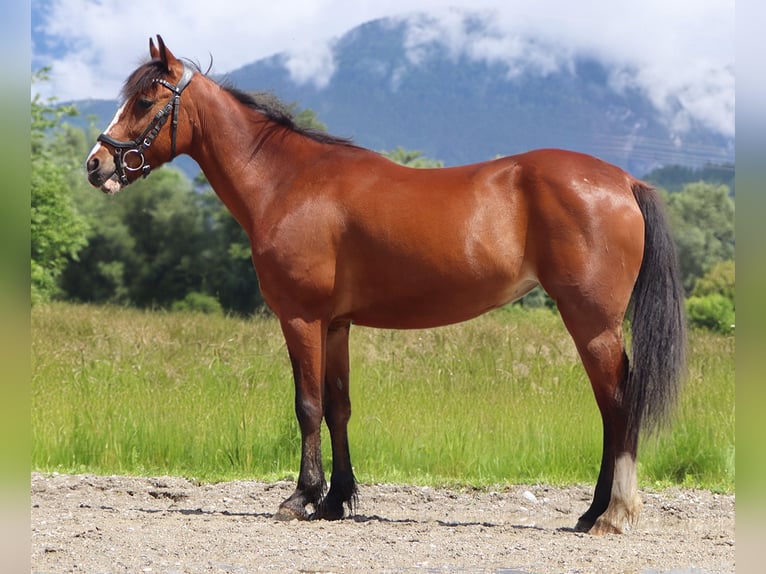 Más ponis/caballos pequeños Yegua 9 años 140 cm Castaño in Kirchbichl