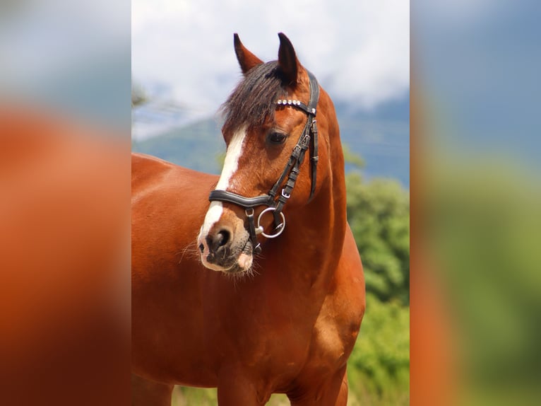Más ponis/caballos pequeños Yegua 9 años 140 cm Castaño in Kirchbichl