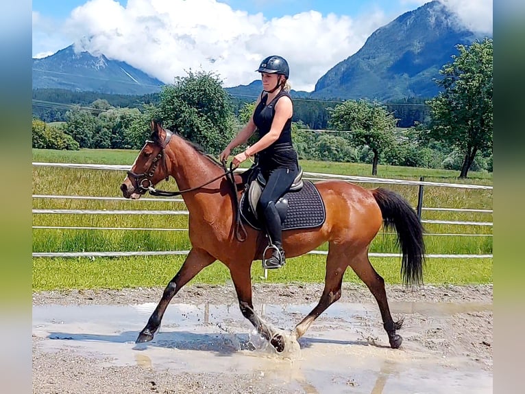 Más ponis/caballos pequeños Yegua 9 años 140 cm Castaño in Kirchbichl