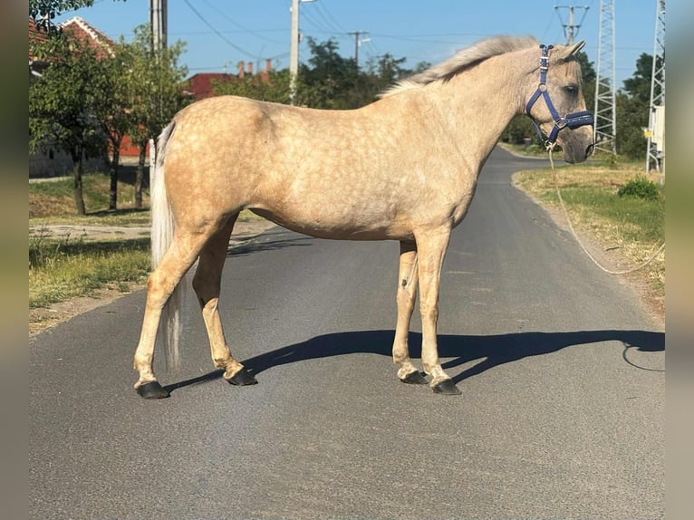 Más ponis/caballos pequeños Yegua 9 años 142 cm Palomino in B&#xE9;k&#xE9;s