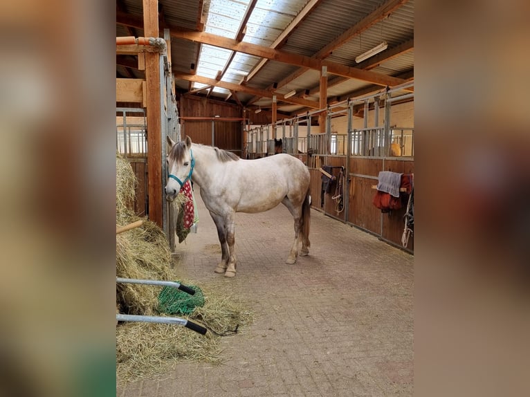 Más ponis/caballos pequeños Mestizo Yegua 9 años 146 cm Porcelana in Neudrossenfeld