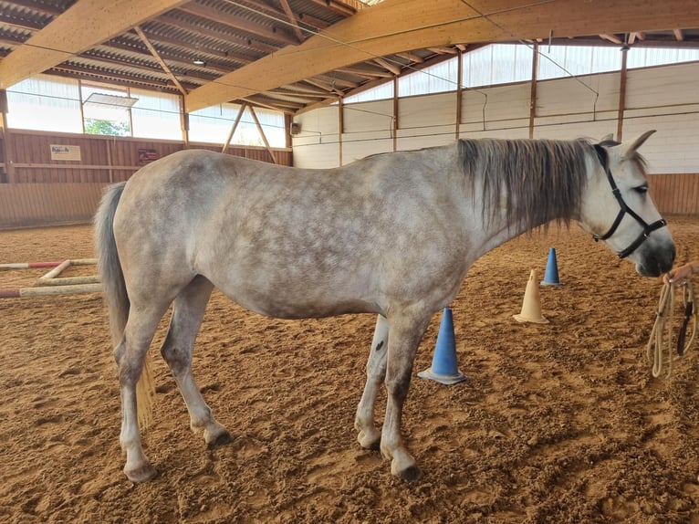 Más ponis/caballos pequeños Mestizo Yegua 9 años 146 cm Porcelana in Neudrossenfeld
