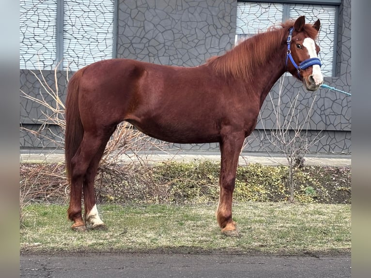 Más ponis/caballos pequeños Yegua 9 años 147 cm Alazán in bekes