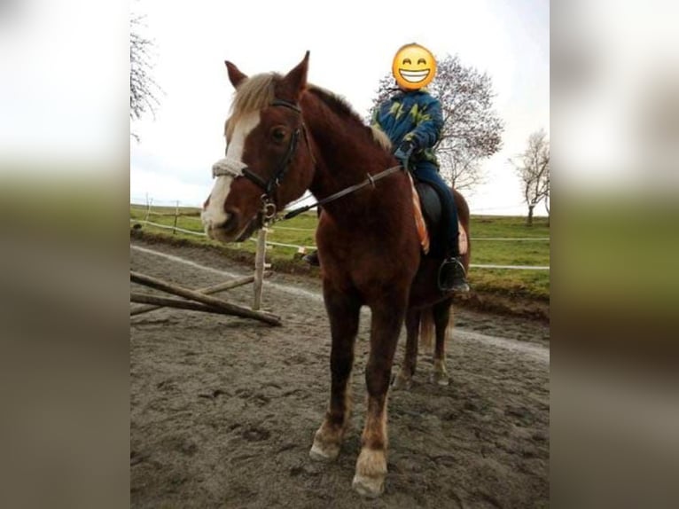 Más ponis/caballos pequeños Yegua 9 años 147 cm Alazán in Klipphausen