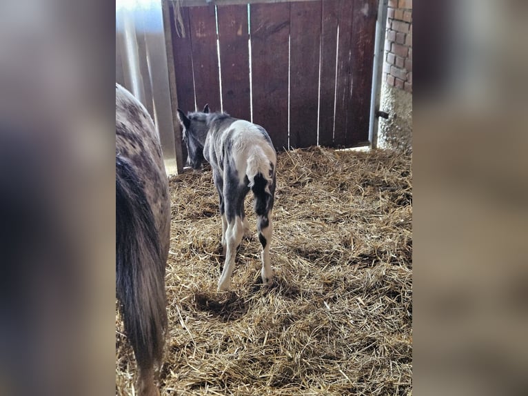 Más ponis/caballos pequeños Mestizo Yegua Potro (05/2025) 145 cm Pío in P&#xF6;tting