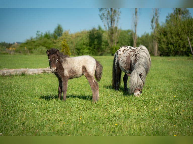 Más ponis/caballos pequeños Yegua Potro (04/2026) 90 cm Atigrado/Moteado in Aitrang