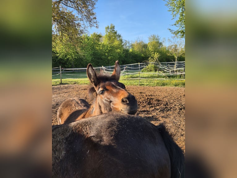 Maultier Hengst 11 Jahre 110 cm Brauner in Wiesloch