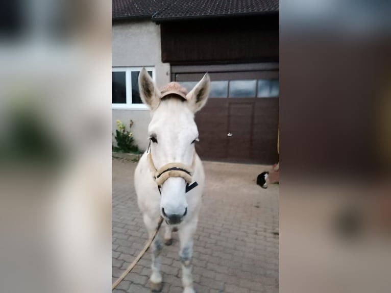 Maultier Hengst 15 Jahre 150 cm Schimmel in Kasendorf