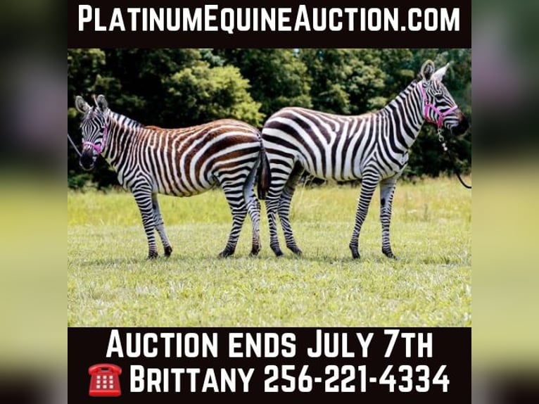 Maultier Hengst 9 Jahre 122 cm Rappe in Fairfield TX