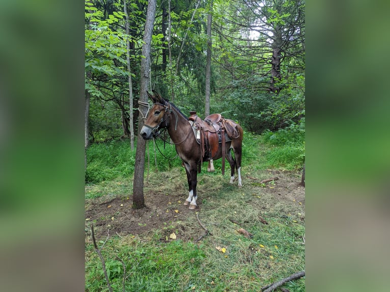 Maultier Stute 10 Jahre 135 cm Rotbrauner in Honey Brook