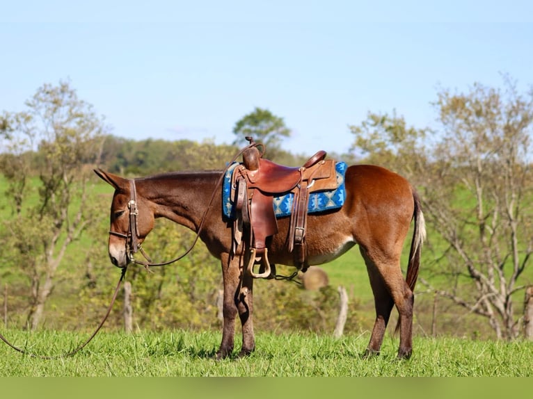 Maultier Stute 10 Jahre 140 cm Rotbrauner in Brooksville KY