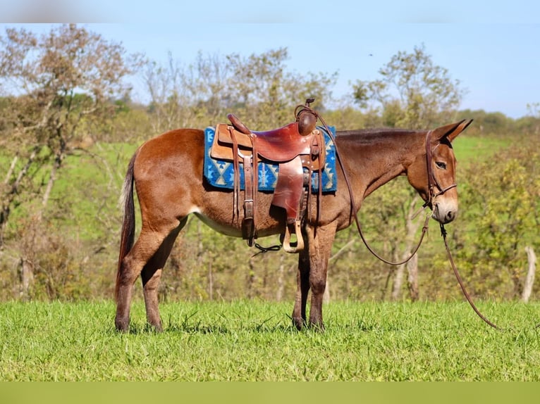 Maultier Stute 10 Jahre 140 cm Rotbrauner in Brooksville KY