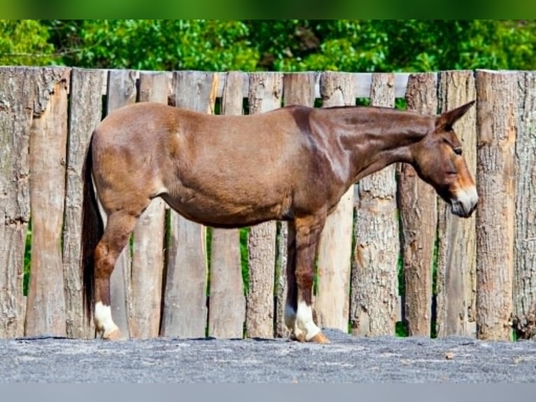 Maultier Stute 10 Jahre 140 cm Rotfuchs in Clearville