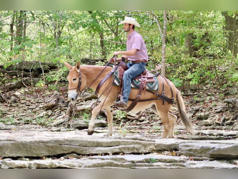 Maultier Stute 10 Jahre 142 cm Rotfuchs in Brooksville KY