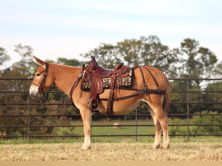 Maultier Stute 10 Jahre 142 cm Rotfuchs in Brooksville KY