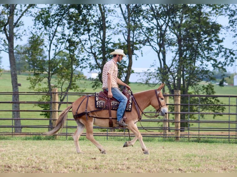 Maultier Stute 10 Jahre 142 cm in Brooksville KY