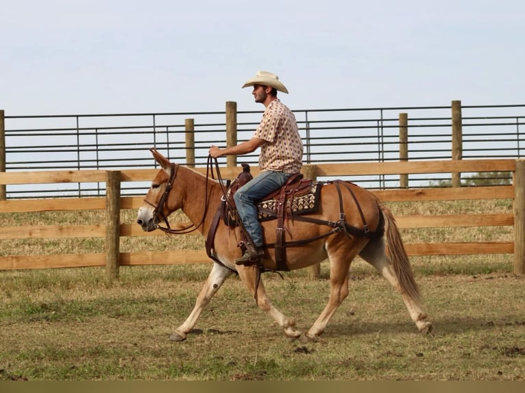 Maultier Stute 10 Jahre 142 cm in Brooksville KY