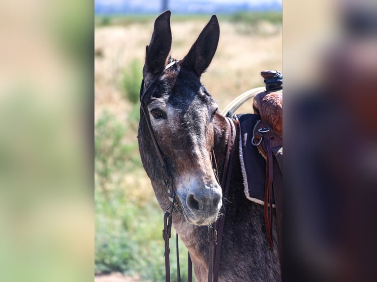 Maultier Stute 10 Jahre 145 cm Rotbrauner in Camp Verde AZ