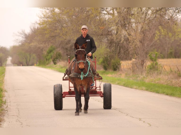 Maultier Stute 10 Jahre 155 cm Rotbrauner in Baxter Springs, KS