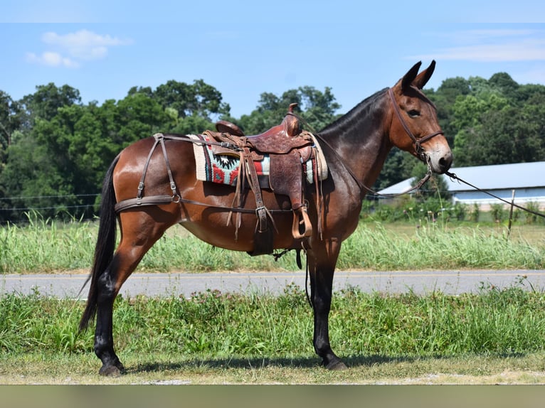 Maultier Stute 10 Jahre 157 cm Rotbrauner in Cleveland TN