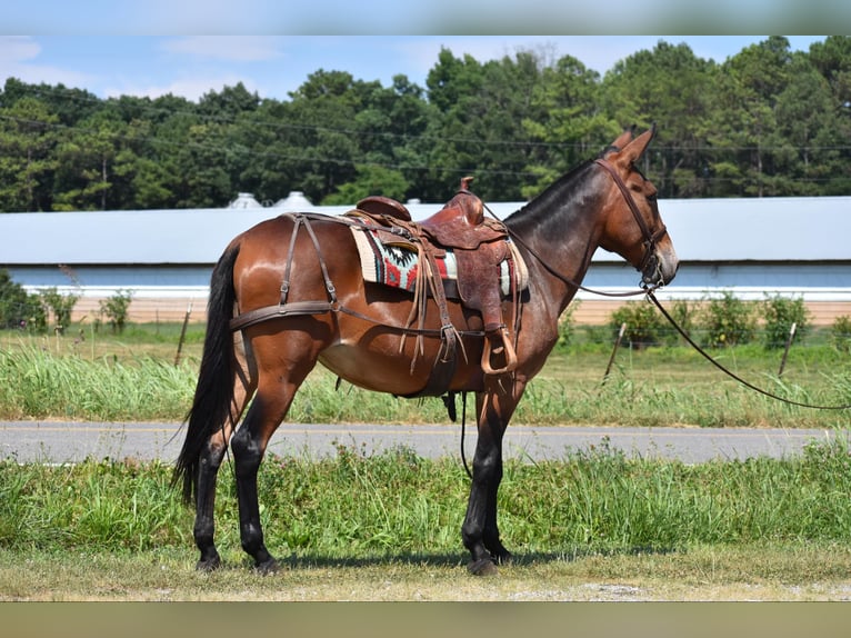 Maultier Stute 10 Jahre 157 cm Rotbrauner in Cleveland TN