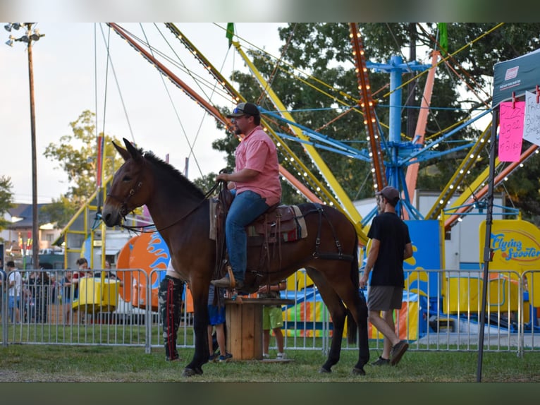 Maultier Stute 10 Jahre 157 cm Rotbrauner in Cleveland TN