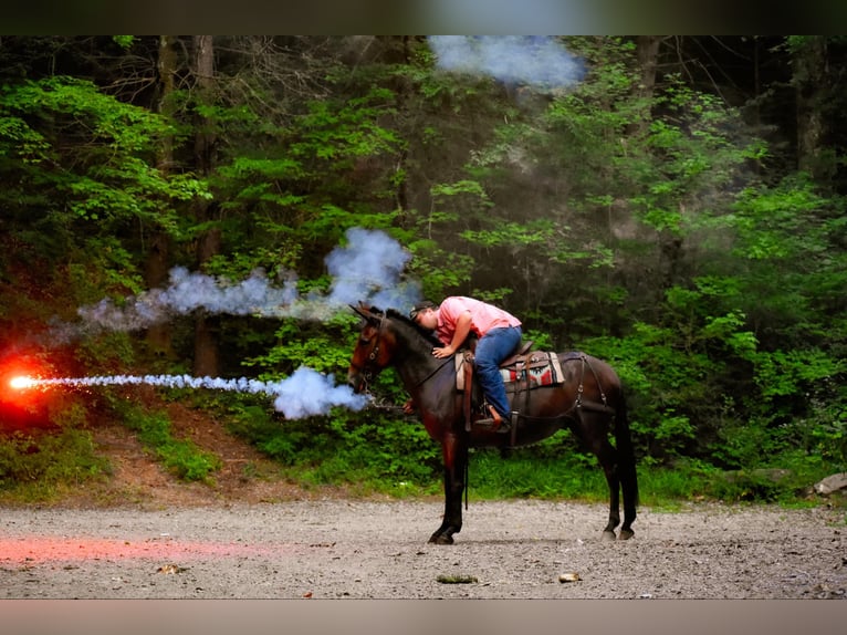 Maultier Stute 10 Jahre 157 cm Rotbrauner in Cleveland TN