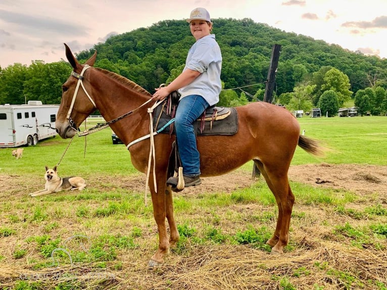 Maultier Stute 10 Jahre 163 cm Dunkelfuchs in Winchester, KY