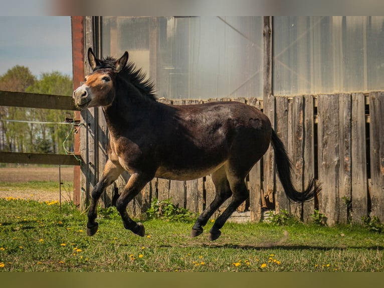 Maultier Stute 11 Jahre 134 cm in Ritzersdorf