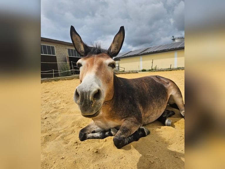 Maultier Stute 11 Jahre 134 cm in Ritzersdorf