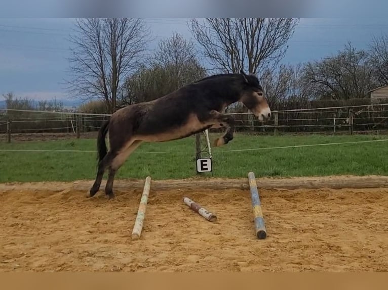 Maultier Stute 11 Jahre 134 cm in Ritzersdorf