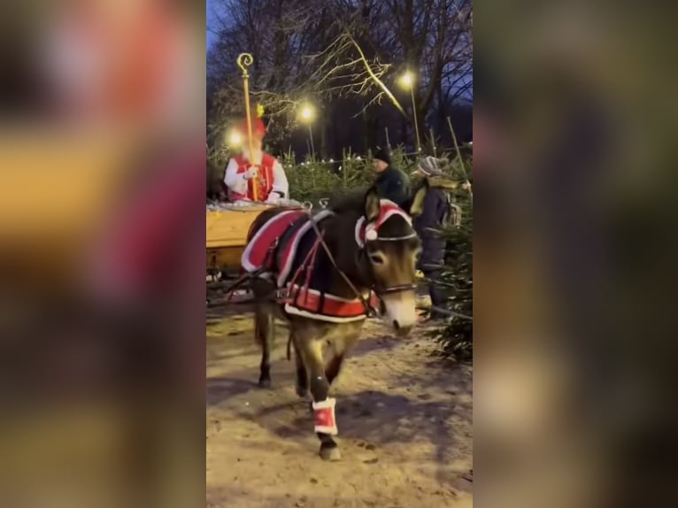 Maultier Stute 11 Jahre 134 cm in Ritzersdorf