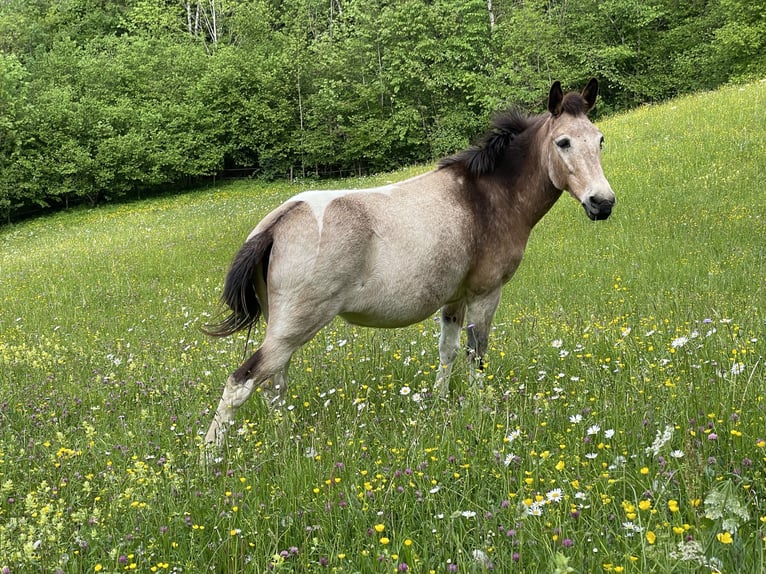 Maultier Stute 11 Jahre 140 cm Tobiano-alle-Farben in Wila