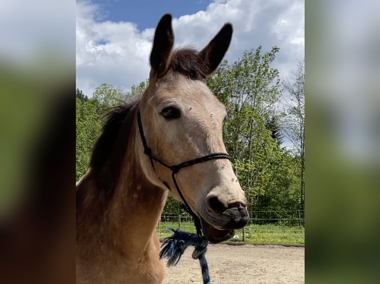 Maultier Stute 11 Jahre 140 cm Tobiano-alle-Farben in Wila