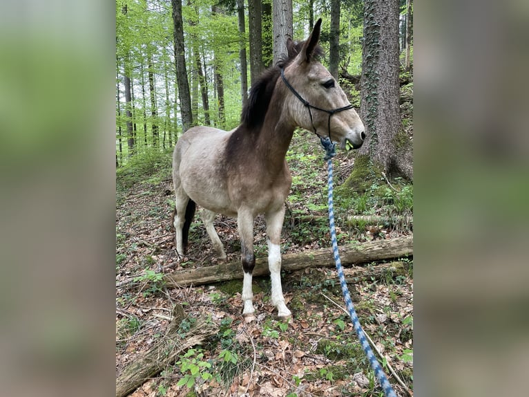 Maultier Stute 11 Jahre 140 cm Tobiano-alle-Farben in Wila