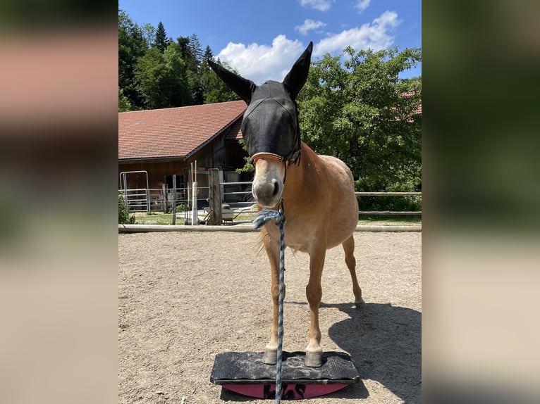 Maultier Stute 11 Jahre 142 cm Tigerschecke in Wila
