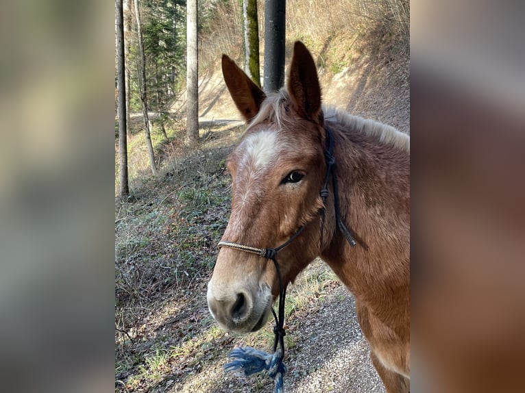 Maultier Stute 11 Jahre 142 cm Tigerschecke in Wila