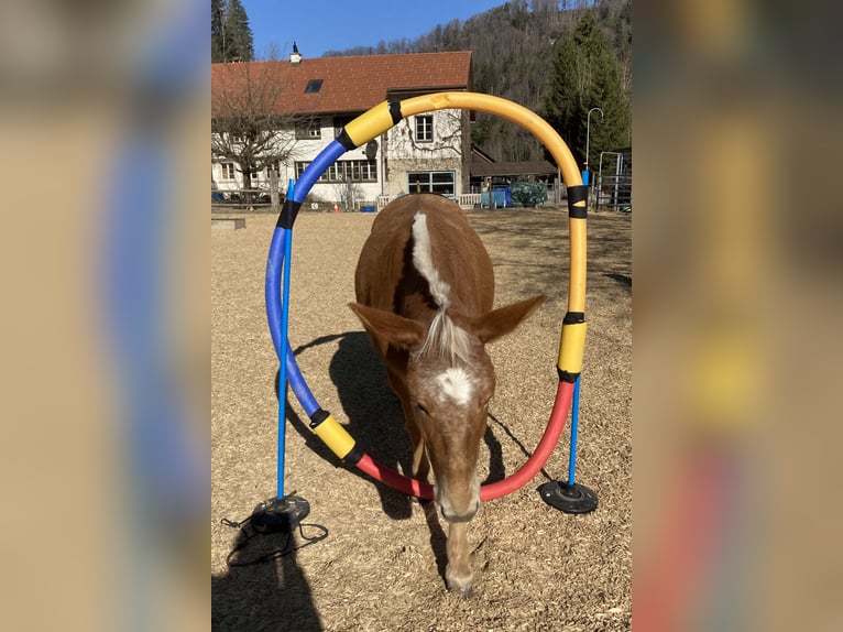 Maultier Stute 11 Jahre 142 cm Tigerschecke in Wila