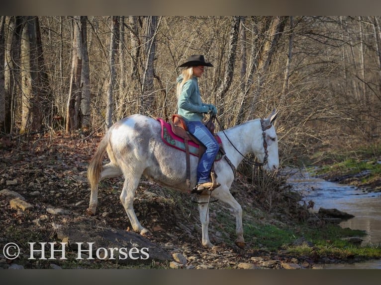 Maultier Stute 11 Jahre 147 cm Roan-Blue in Flemingsburg Ky