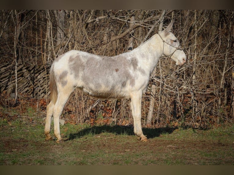 Maultier Stute 11 Jahre 147 cm Roan-Blue in Flemingsburg Ky